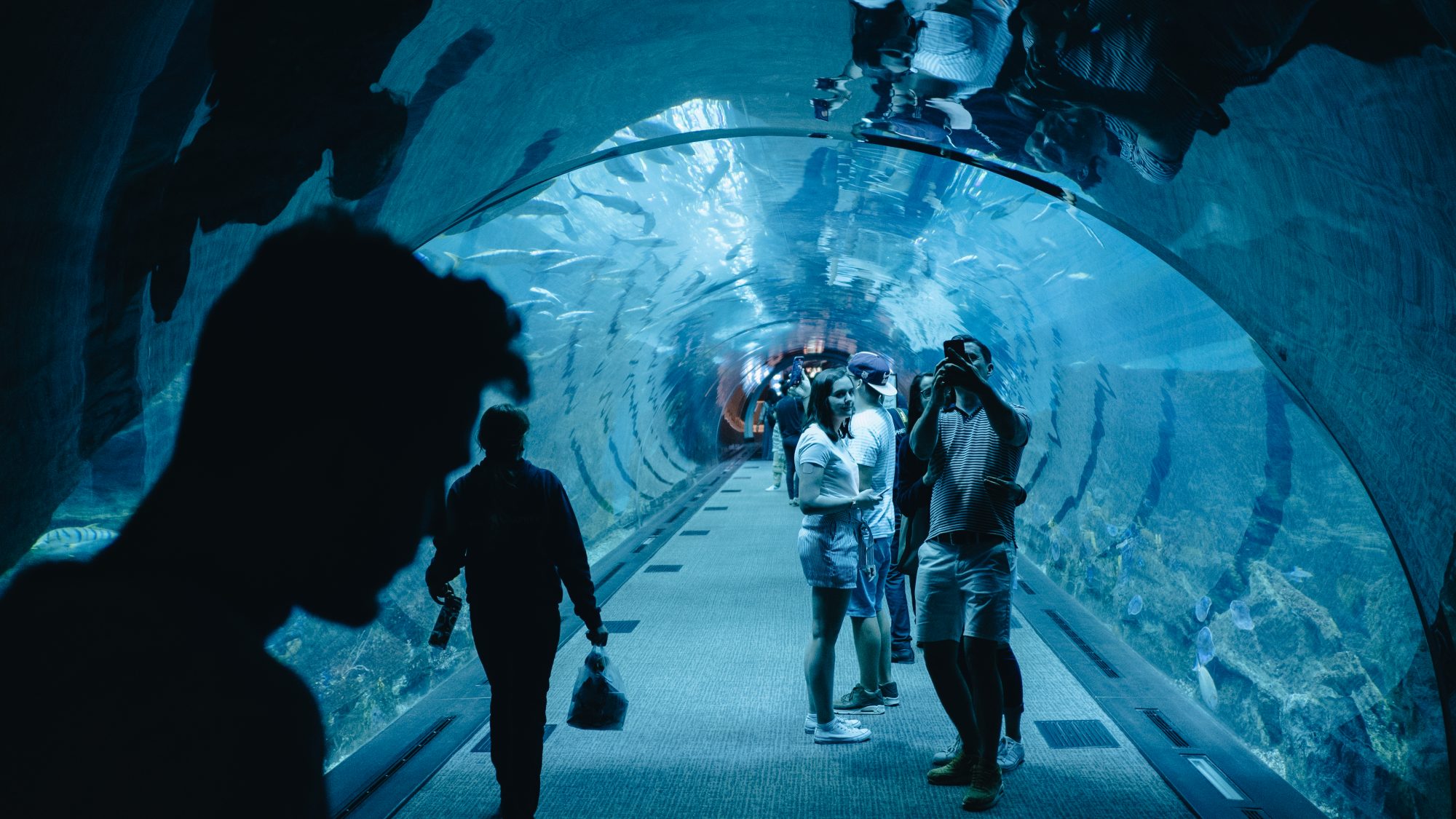 Le tunnel de l'aquarium - Dubaï Mall