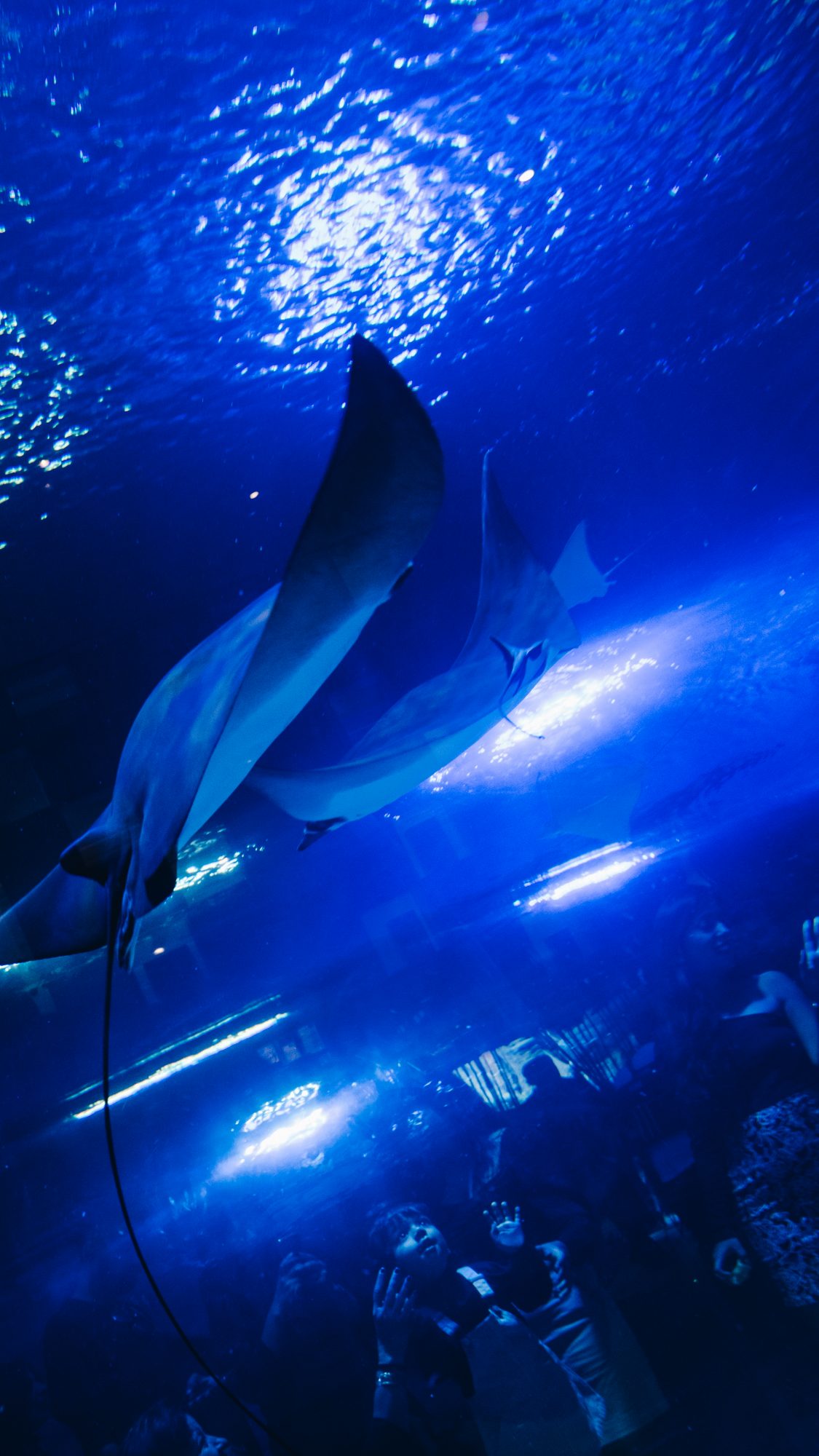 Raies Mentas en contre-plongée - Aquarium du Dubaï Mall