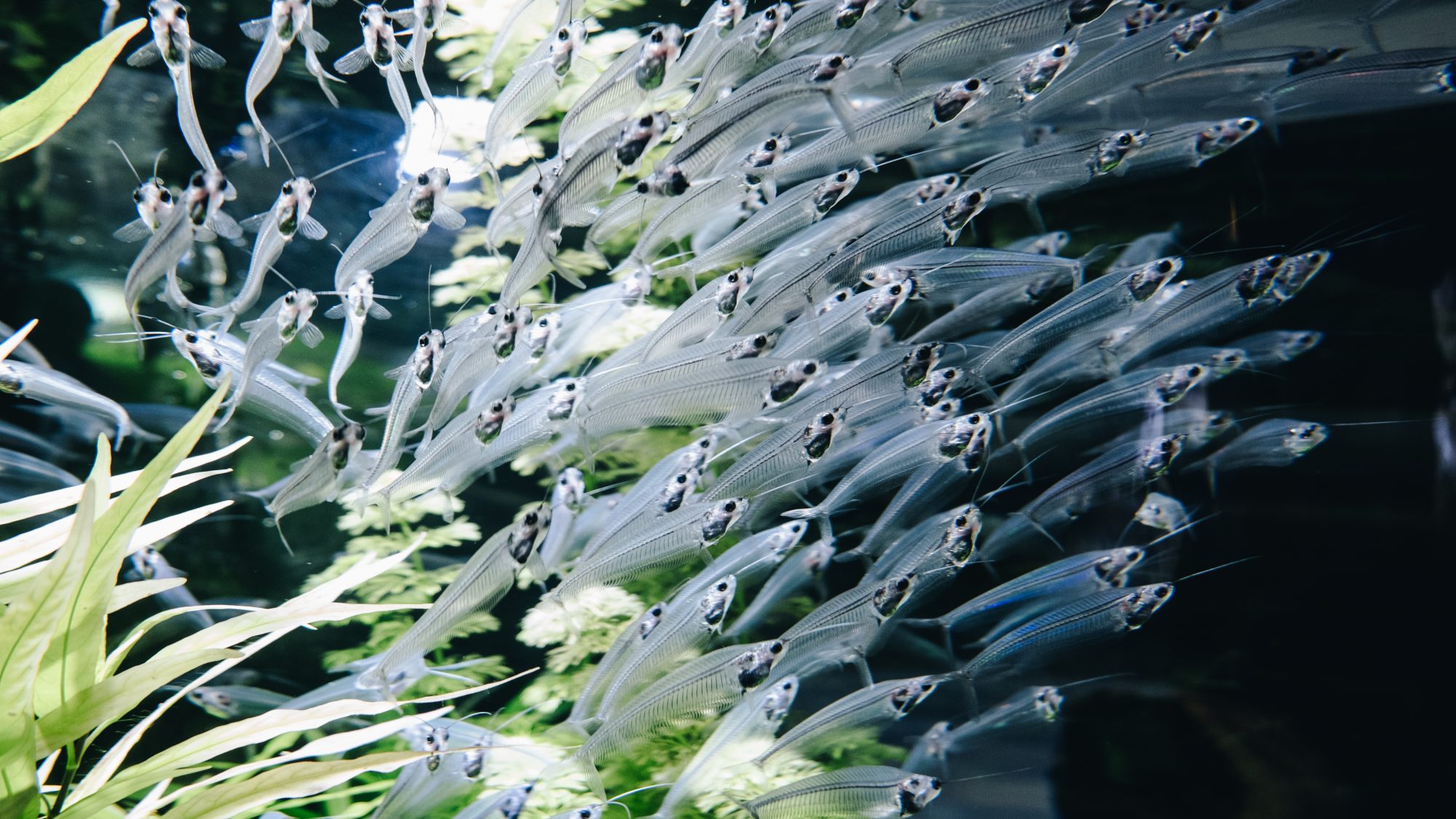 Poissons transparents - Aquarium du Dubaï Mall