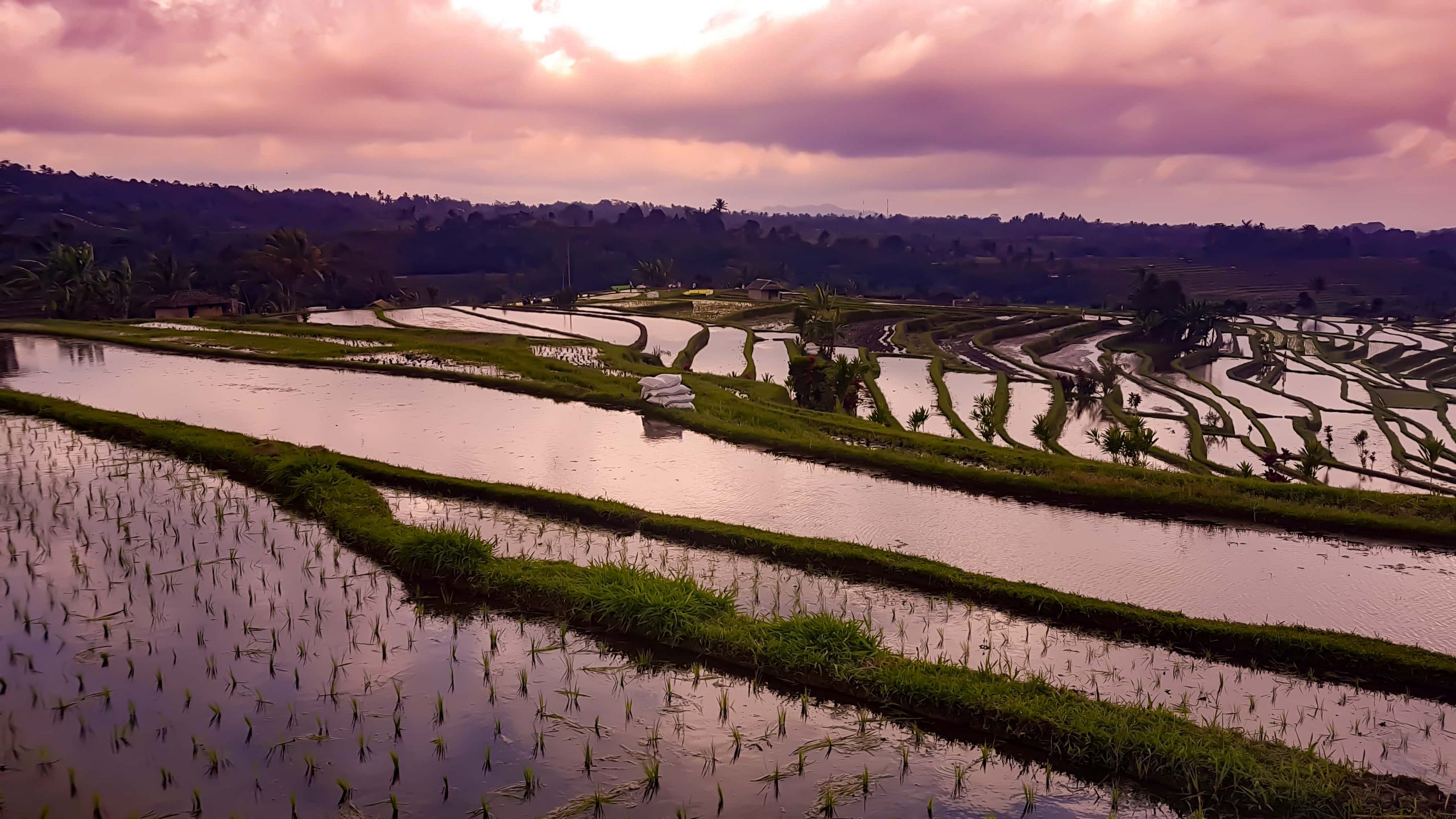 Coucher de soleil sur les rizières à Bali
