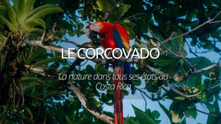 Le parc national du Corcovado au Costa Rica : la nature dans tous ses états
