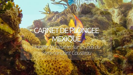Carnet de plongée Cozumel : notre avis sur les pas du commandant Cousteau