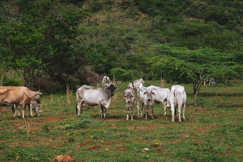 vaches camino real colombie