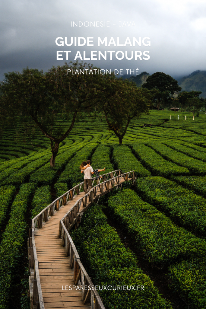 que faire a malang en indonesie : voir une plantation de thé