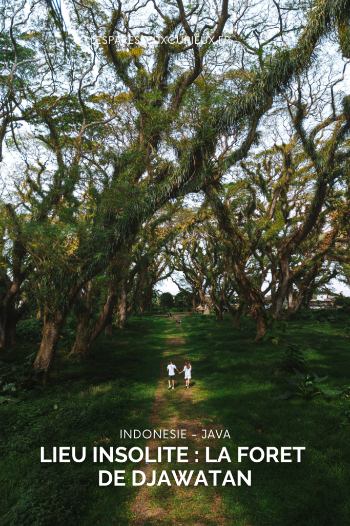 visiter la forêt de Djawatan en indonesie : une petite perle
