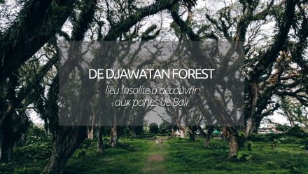 De Djawatan Forest : un lieu secret à découvrir à Banyuwangi