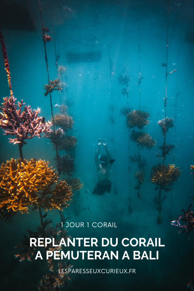 on est allé replanter du corail à Pemuteran au Nord de Bali !