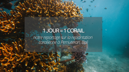 Pemuteran, Bali avec 1 jour = 1 corail : rendez vous au chevet des coraux