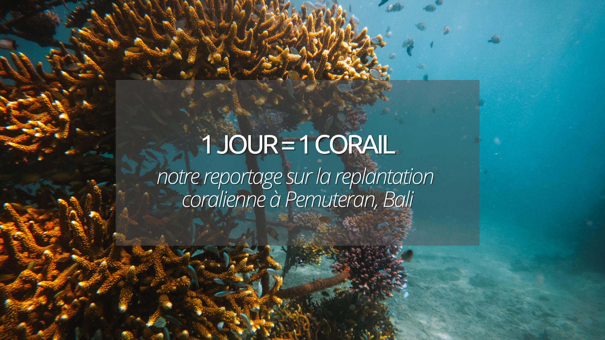 Pemuteran, Bali avec 1 jour = 1 corail : rendez vous au chevet des coraux