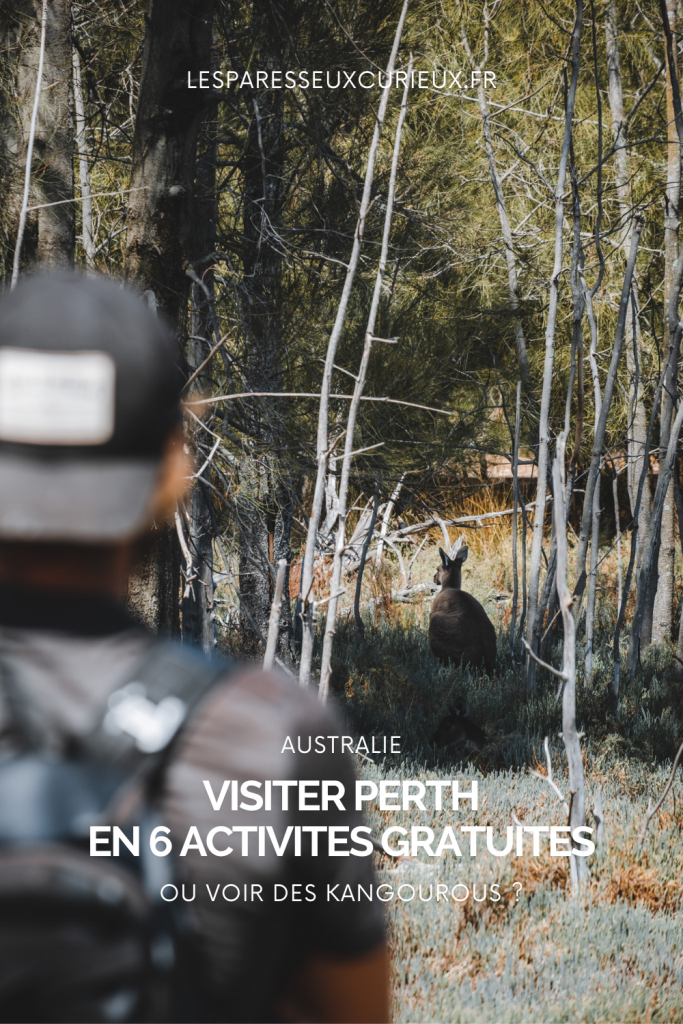 kangourous visiter perth australie