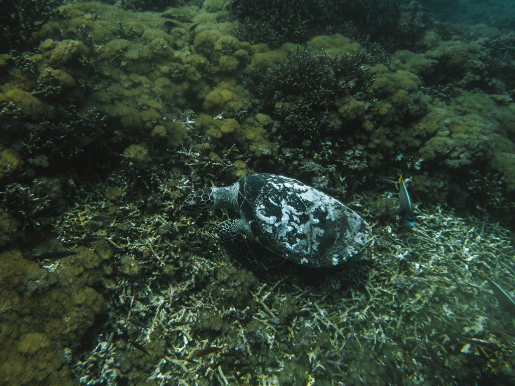 tortue plongee sous marine bali