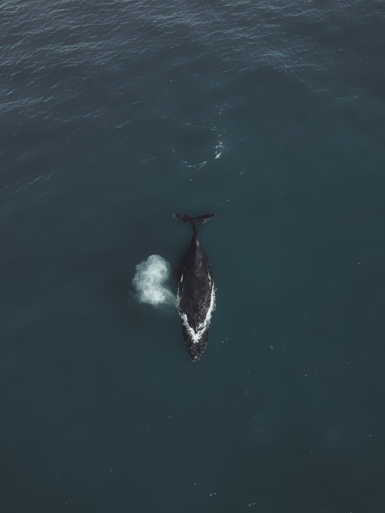 humpback whale spotted ballina
