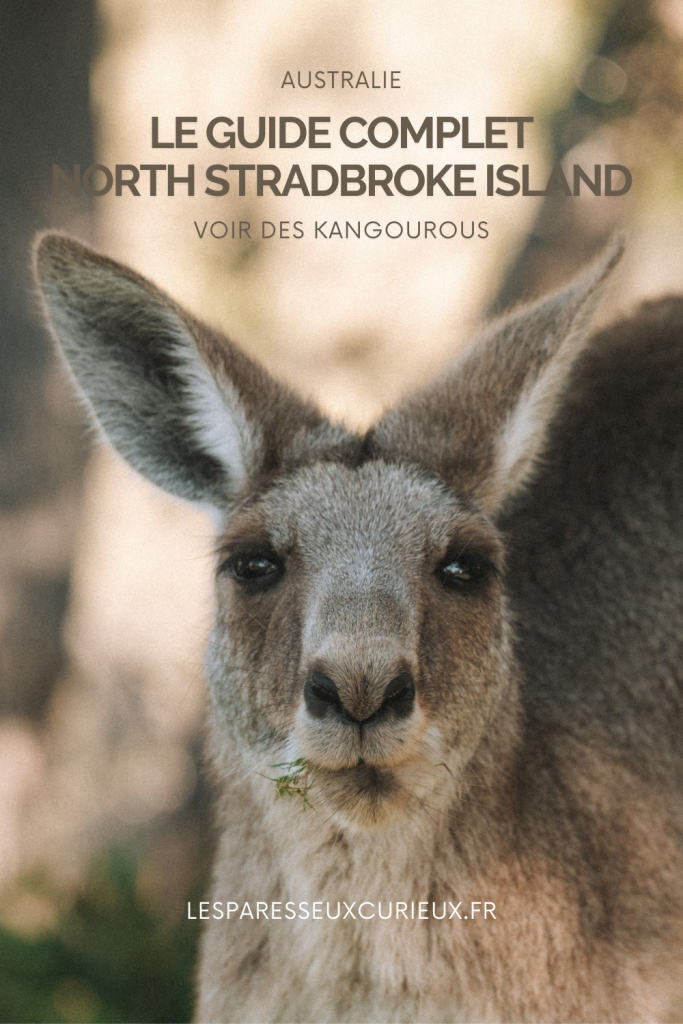 pinterest pin north stradbroke island voir des kangourous