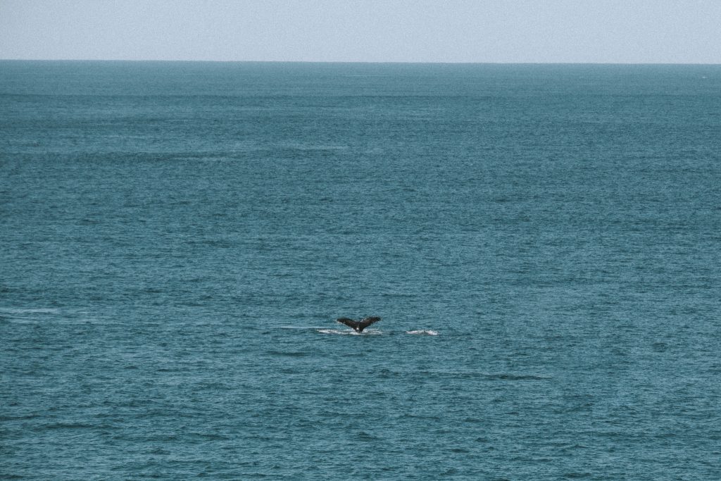 observer des baleines North Stradbroke Island