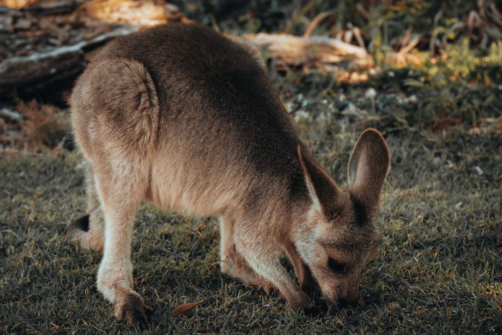 voir des kangourous en Australie